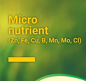 Micro Nutrient